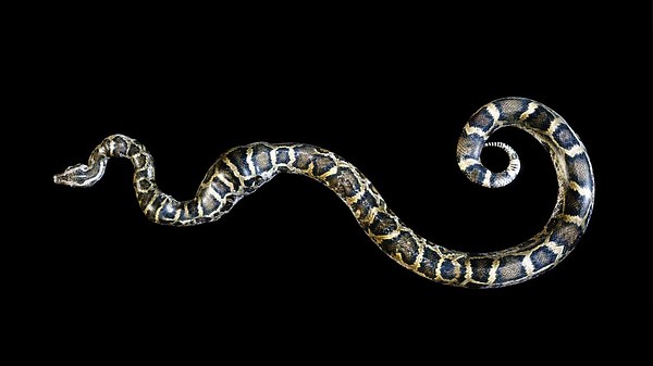 Große Abgottschlange auf einem schwarzen Hintergrund - Foto: mrjo2405/iStock